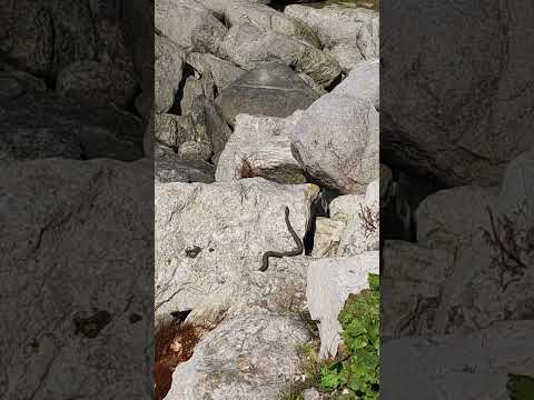 امسال سال ماره واقعا سال ماره سال نو روز طبیعت