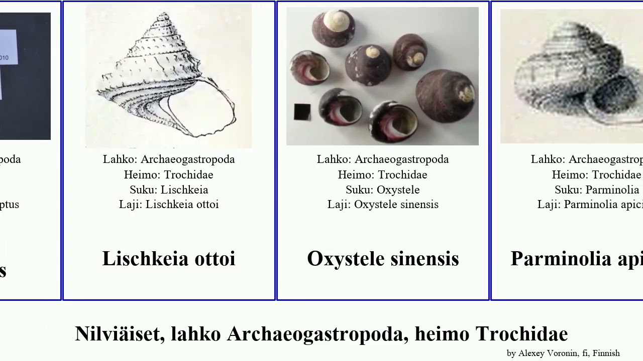 Nilviäiset, lahko Archaeogastropoda, heimo Trochidae calliotropis ethminolia thalotia featuring