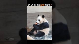 앞만 보고 가는 후이바오 당근은 어쩔 거야