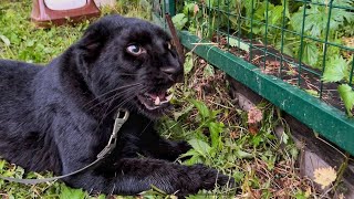 Scary monsters in Luna's the panther new home