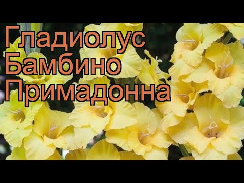 Гладиолус бамбино Примадонна