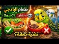 ماذا تأكل طيور البادجي فعل ا دليل كامل للمبتدئين 