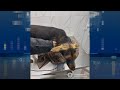 Коломиянин жорстоко поводився з твариною