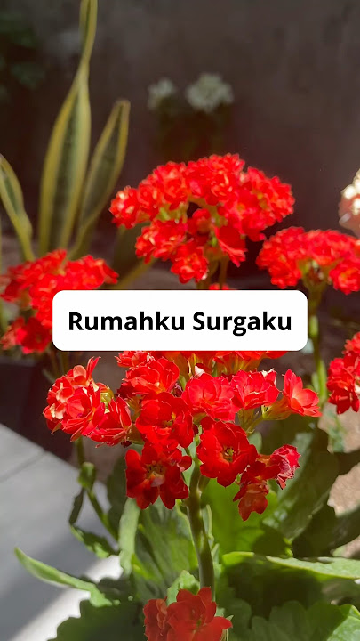 Download lagu alasanku betah di rumah 🤗 #workplant #tanamanhias #tanamanhiasrumah