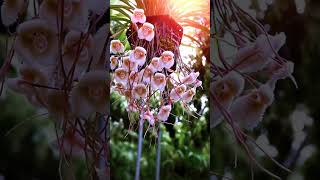 Dracula Simia Orquídea Cara De Macaco