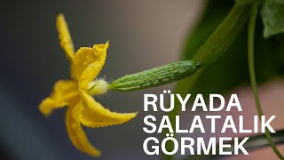 RÜYADA SALATALIK GÖRMEK - Rüya Yorumları - Rüya Tabirleri - Rüya Tabiri