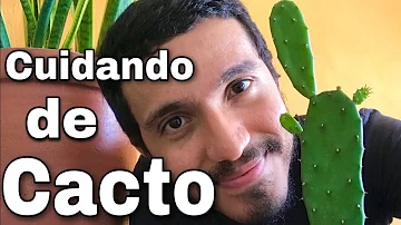 Como deixar os cactos bonitos?