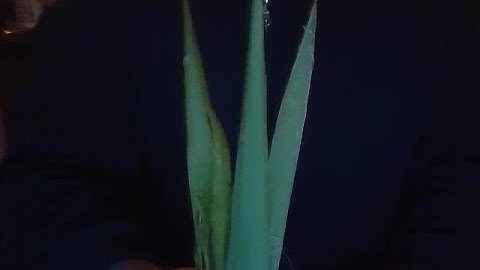 Rudiger Roll Yucca 15 : Fire Roll Yucca Friction Fire - First Yucca fire roll on Youtube/internet