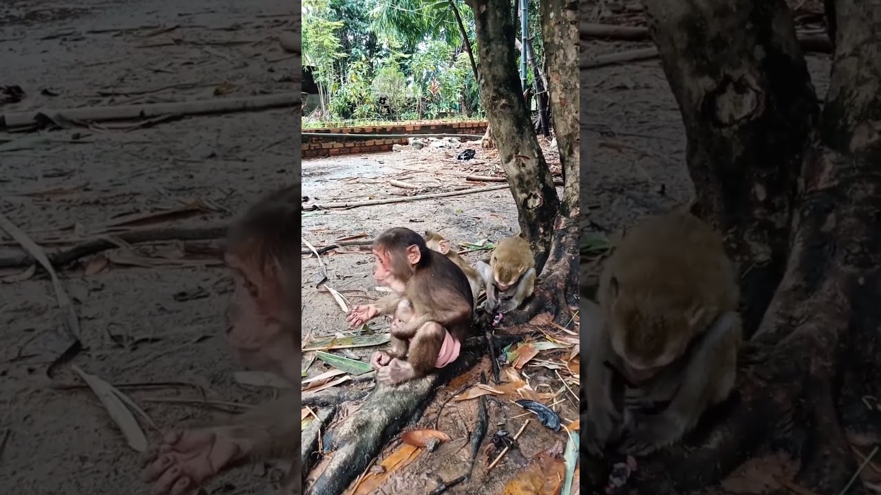 Can Monkeys Really Use Cups Like This? 