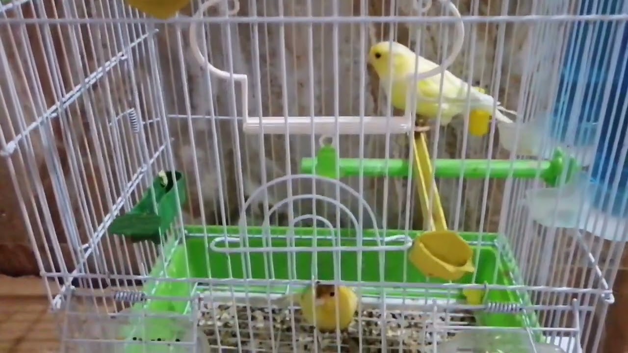 أقوى تغريد  كناري للتزاوج canary
