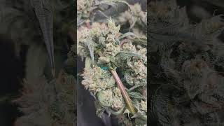 Hella Jelly Grow Report Humboldt Seed Co.