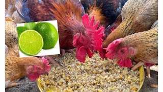 fattening adult chickens - simple formula - treating chicken eye pain - chicken farm