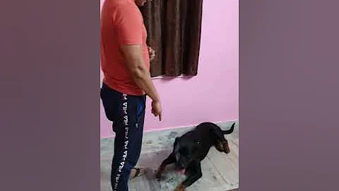 Rex's discipline demonstration