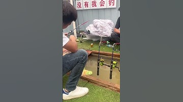 Cần câu cá tự động, câu cá lớn dễ dàng 😍 | Fishcamp Việt Nam #5  #fishing #carpfishing #fishinglure