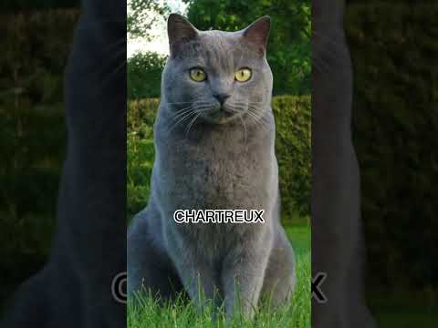 Video: Chartreux Kedisini Tanımlamanın 3 Yolu