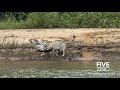 Careless capybara gets caught by jaguar