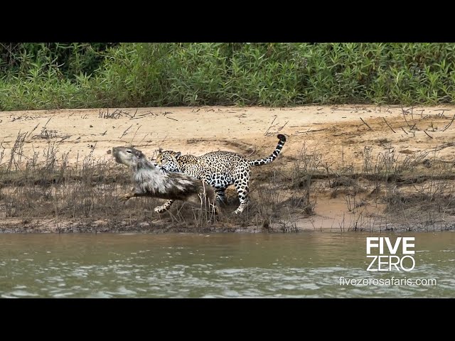 Careless Capybara gets Caught by Jaguar