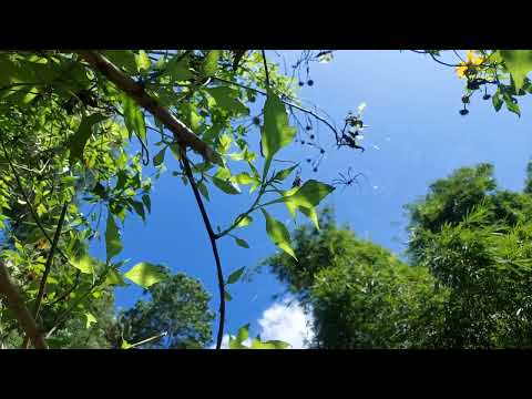 Video mentahan pemandangan alam tanpa suara no copyright ‼️ #7