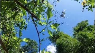 Video mentahan pemandangan alam tanpa suara no copyright ‼️ #7