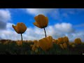 Table Cape Tulip Farm - Tasmania (Sony FE24-105mm on Sony A7S3) 4K HDR