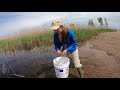 Tadpole Research and Conservation Insights