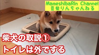 【豆柴】りんちゃんのトイレ、柴犬の取説①「トイレは外でする」編 vol.15        Shibainu Rinchan