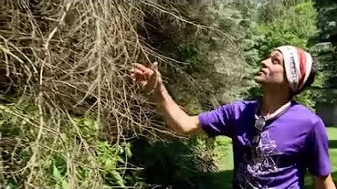Do blue spruce trees have invasive roots?