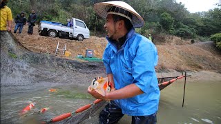 HARVEST TIME #3 NEW KOI STOCK