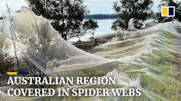 Cobwebs blanket Australian region as spiders flee floods