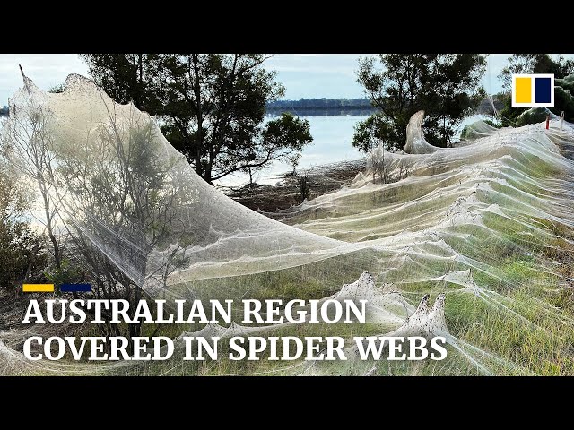 Spiders cover Australian region of Gippsland in cobwebs as they flee  flooding