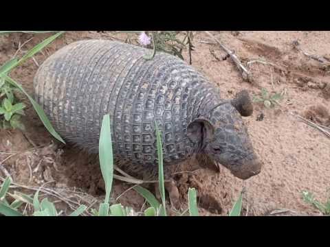 Vídeo: Diferença Entre Porco-da-terra E Tamanduá