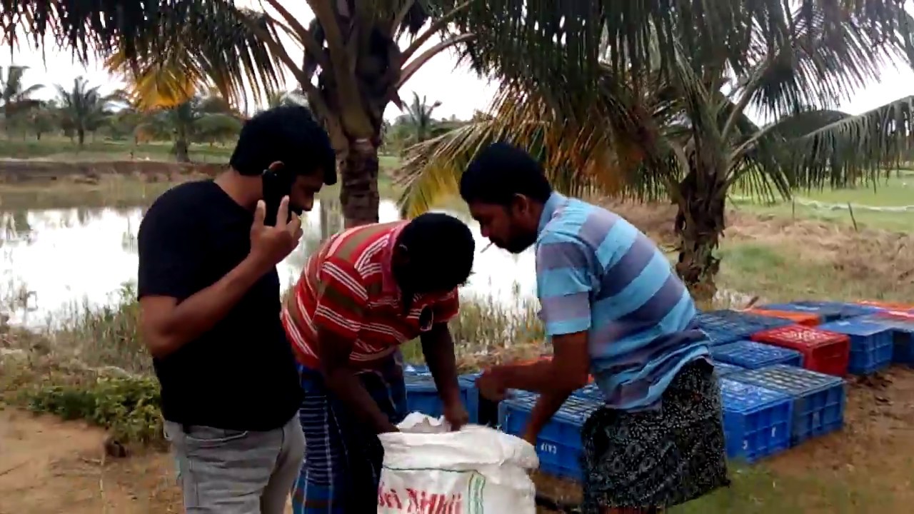 Fish farm Palakkad YouTube