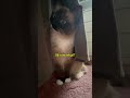 I see you👁️ #cat #funnycat #catshorts #catlovers #petlovers #cute