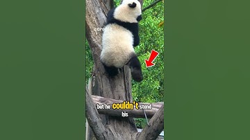 the moment the panda comes down from the tree⁉️