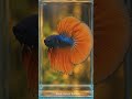 Beautiful HD Royal BETTAFISH #bettafish #betta #bluebettafish #bettafishcare #bettafishlover
