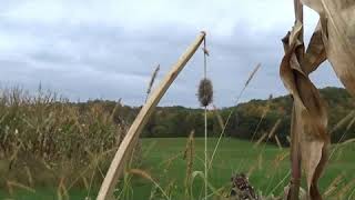 Early Season Primitive Archery Hunt by Primitive Preacher 3,880 views 3 years ago 7 minutes, 31 seconds