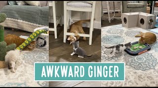 Awkward Ginger