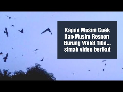 Kapan Musim Cuek dan Musim Respon Burung Walet Tiba//Pahami hal berikut ini//