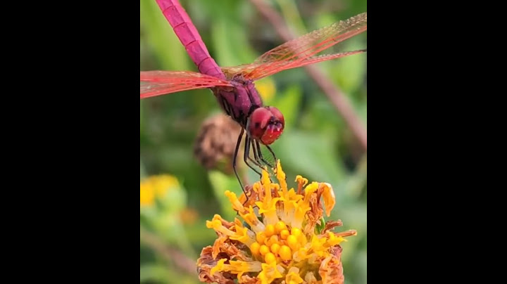Dragonfly
