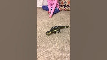 Water monitor socializing #4