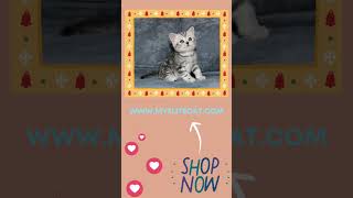 Looking For a purebred companion?