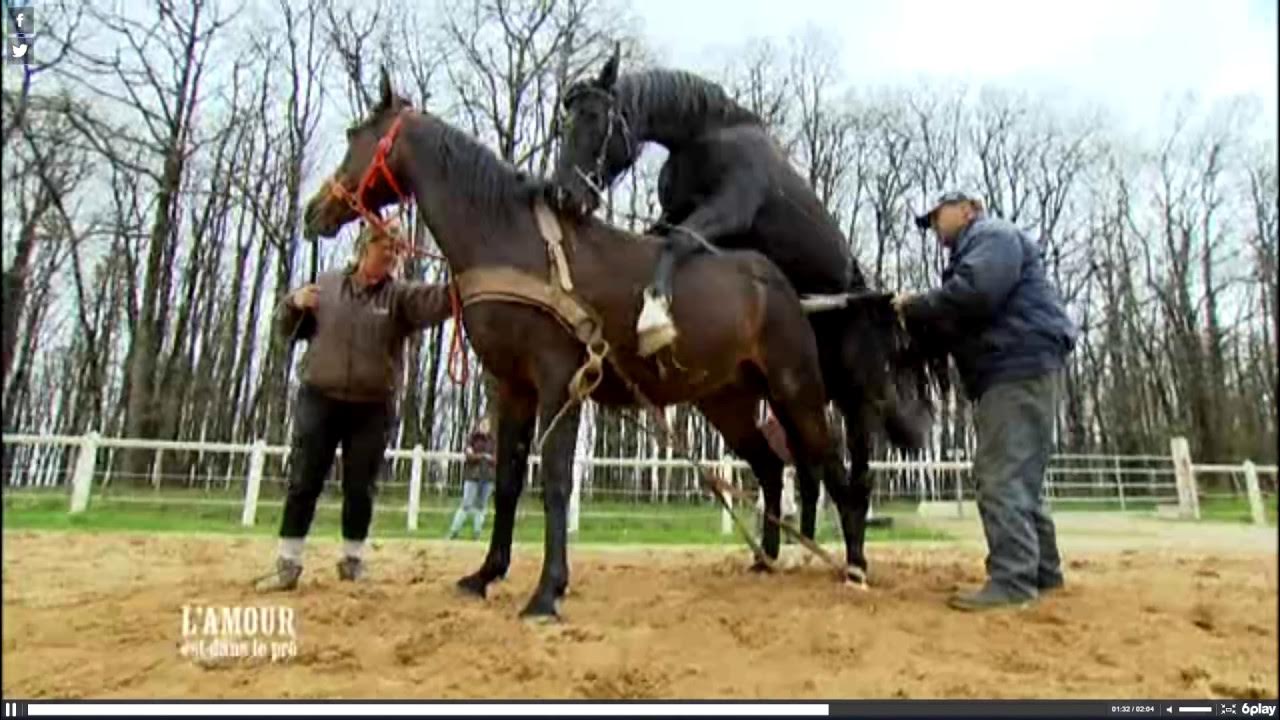 horse-mating-scene-in-france-youtube