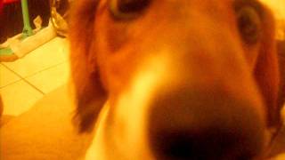 Bella Sniffs the Camera