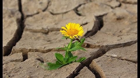 CENSORING AND TRUCATION [2/4] - SURVIVAL ANALYSIS