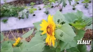 Kembang Srengenge ning Pinggir Dalan