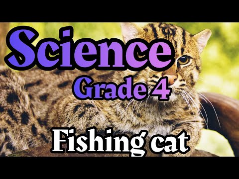 fishing cat  | How tapetum lucidum works ? | LESSON 4 | science primary 4 | hunting at night