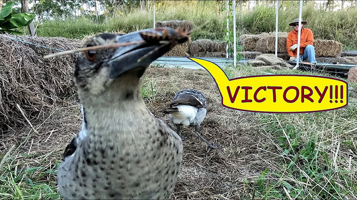 Dad Magpie sings for seconds – magpies getting a natural feed – Australian birds