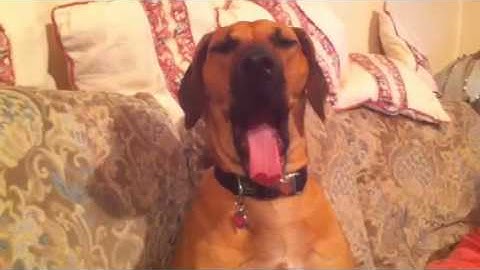 Kaylie reacts to kingscrusher