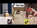Tik Tok - Dogs of Tik Tok Compilations