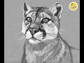 Dibujar un puma - Time Lapse